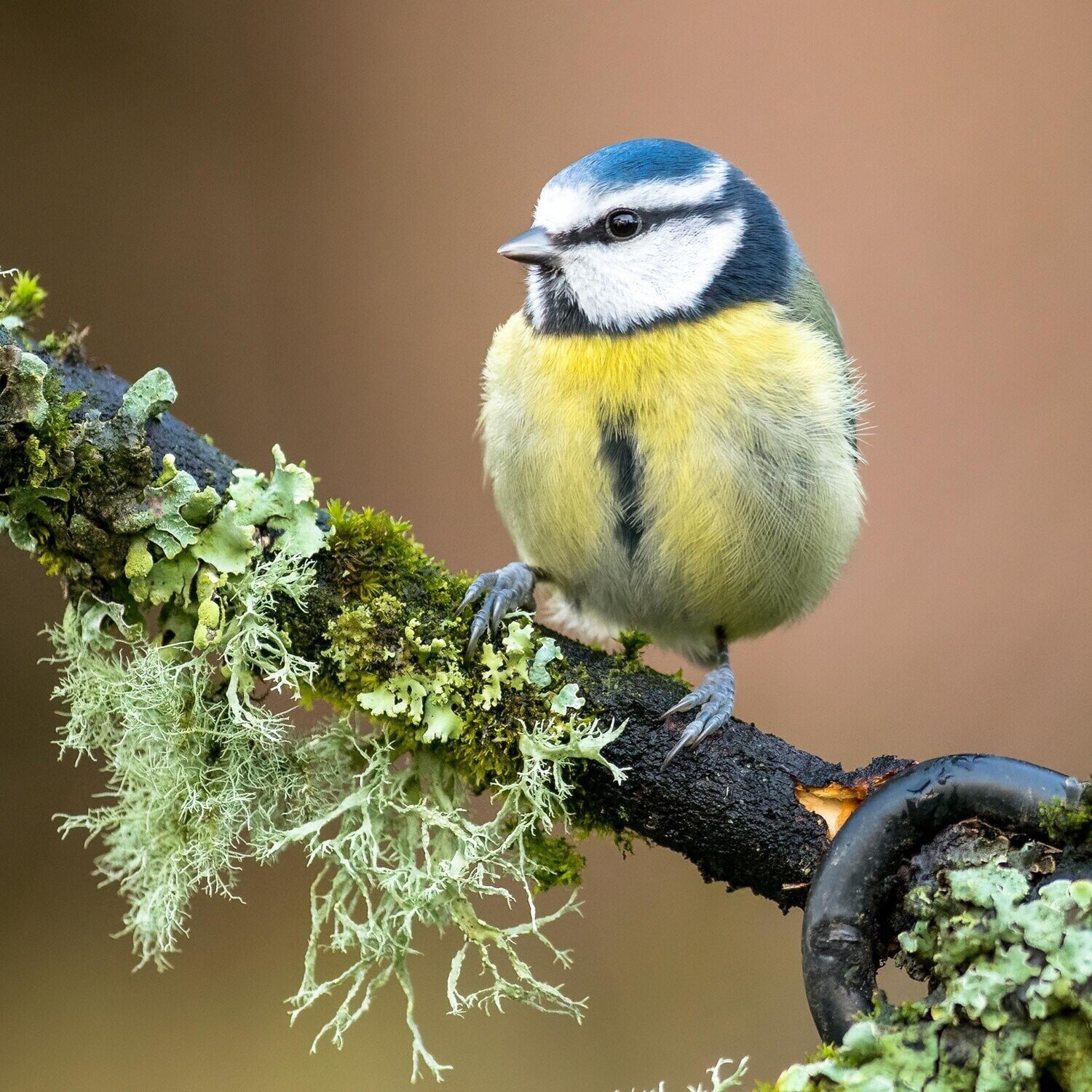 Blue Tit and Lichen
