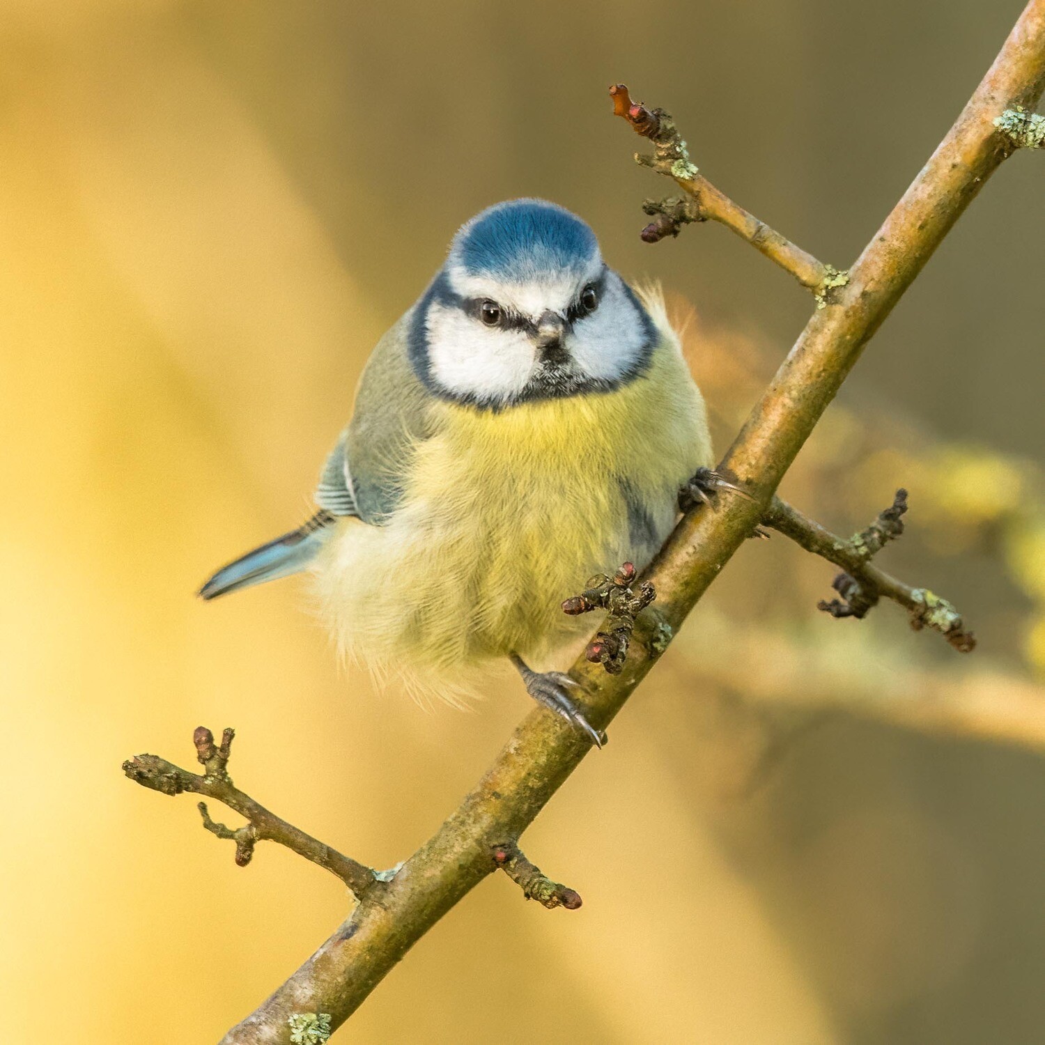 Blue Tit in Winter Sun