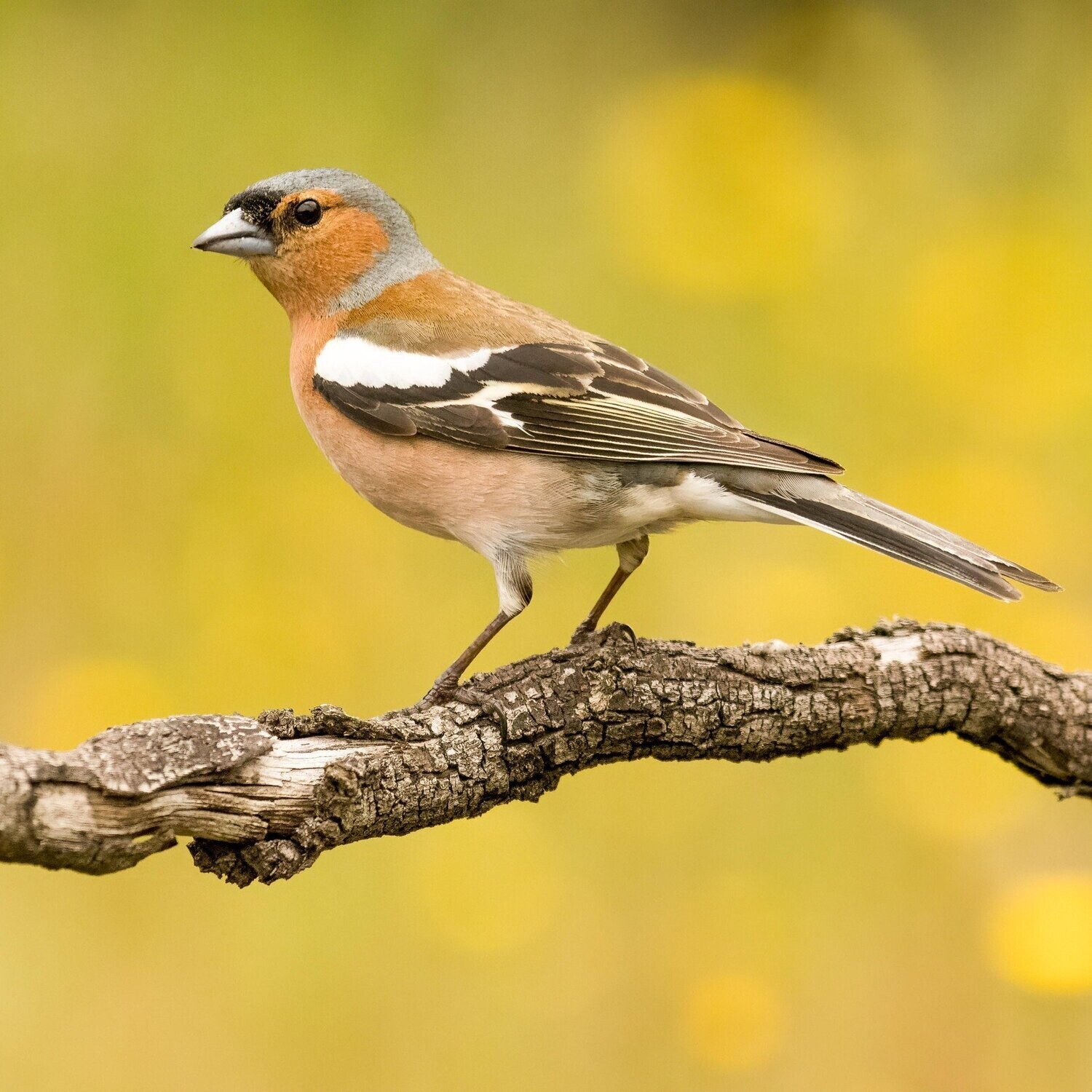 The Chaffinch