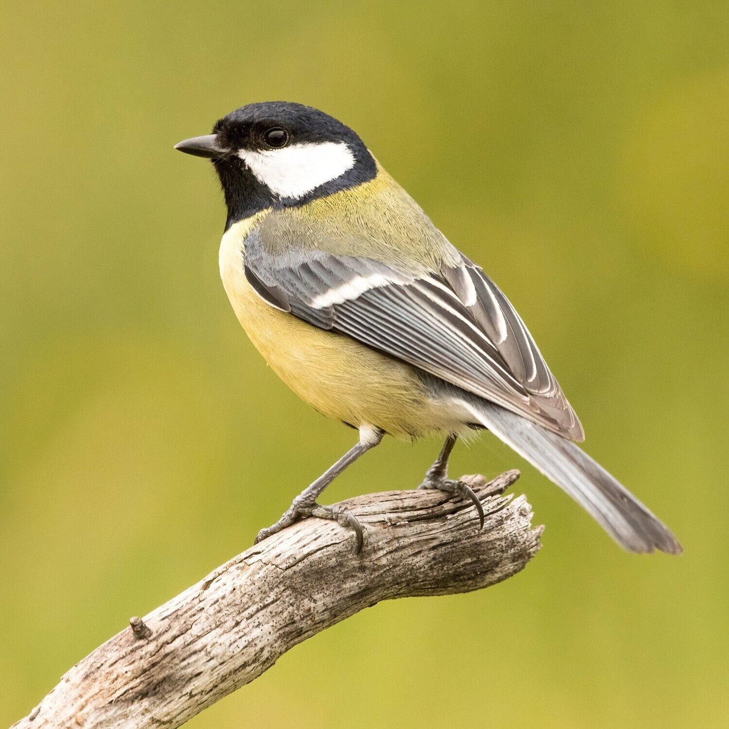 The Great Tit