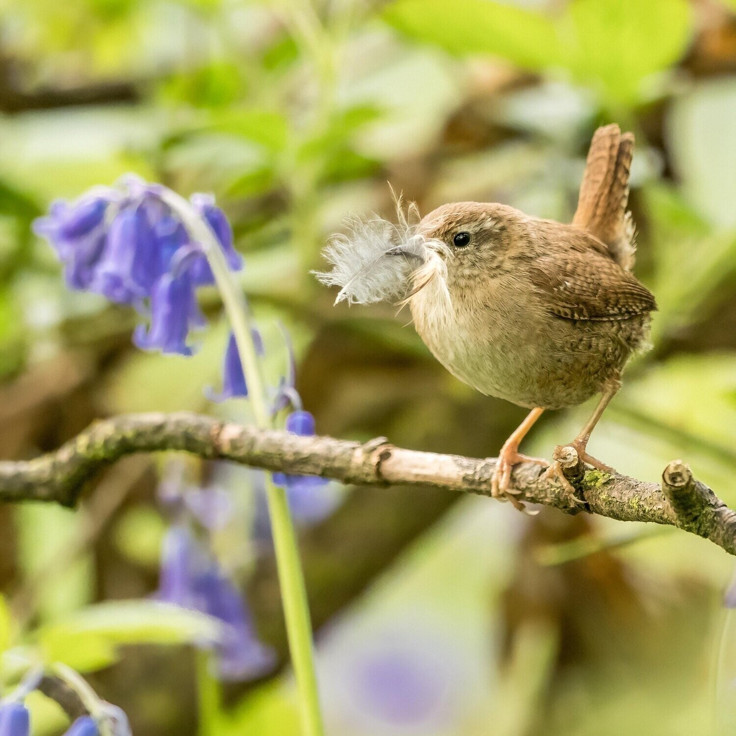 Wren and Bluebell