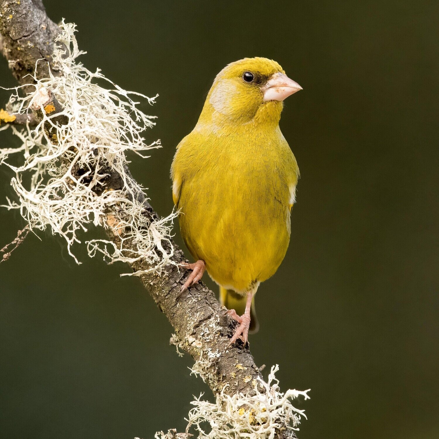 The Greenfinch