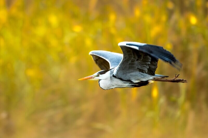 Heron at First Light