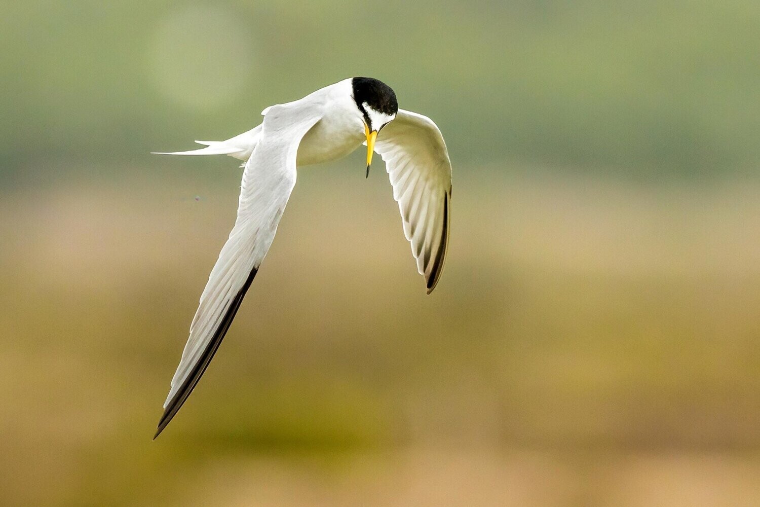 A Star Tern