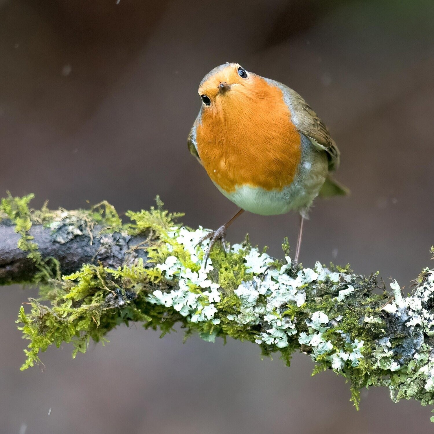 A Curious Robin