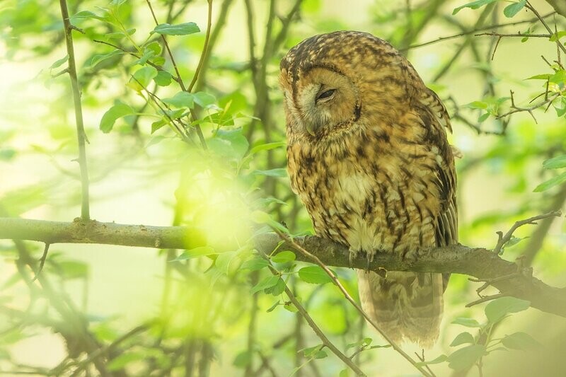 A Morning Nap