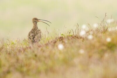 Call of the Curlew