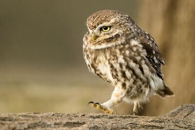 Little Owl On The Run.