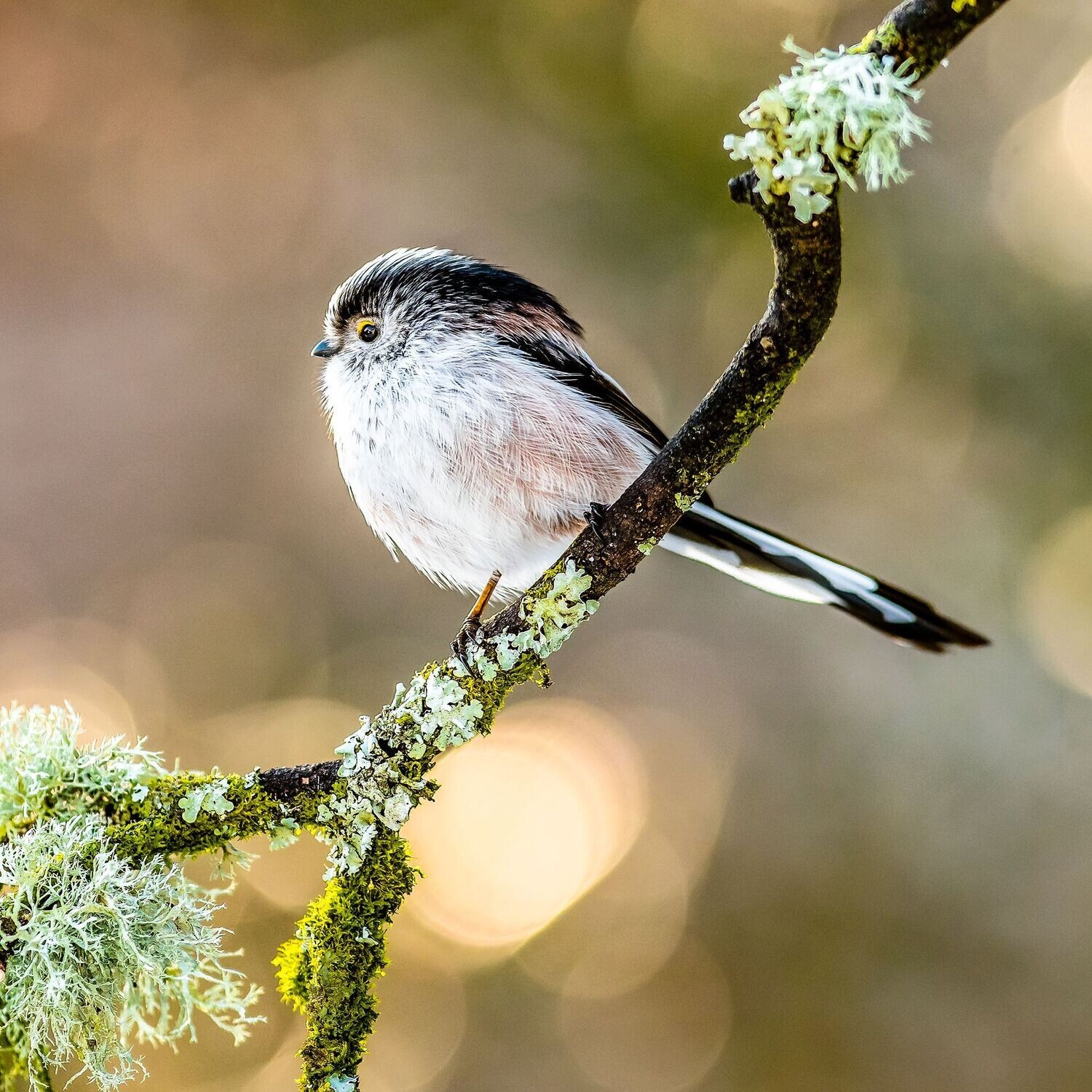 Long Tailed Tit on Lichen