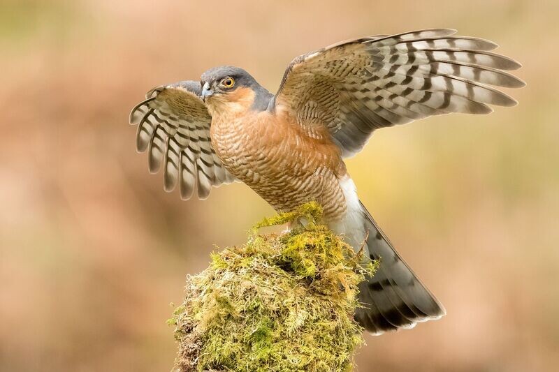 The Sparrowhawk