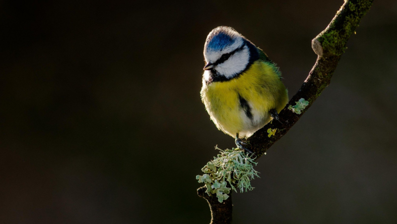 A Backlit Blue Tit