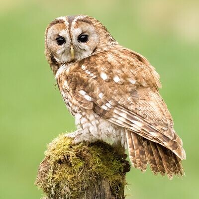 The Tawny Owl