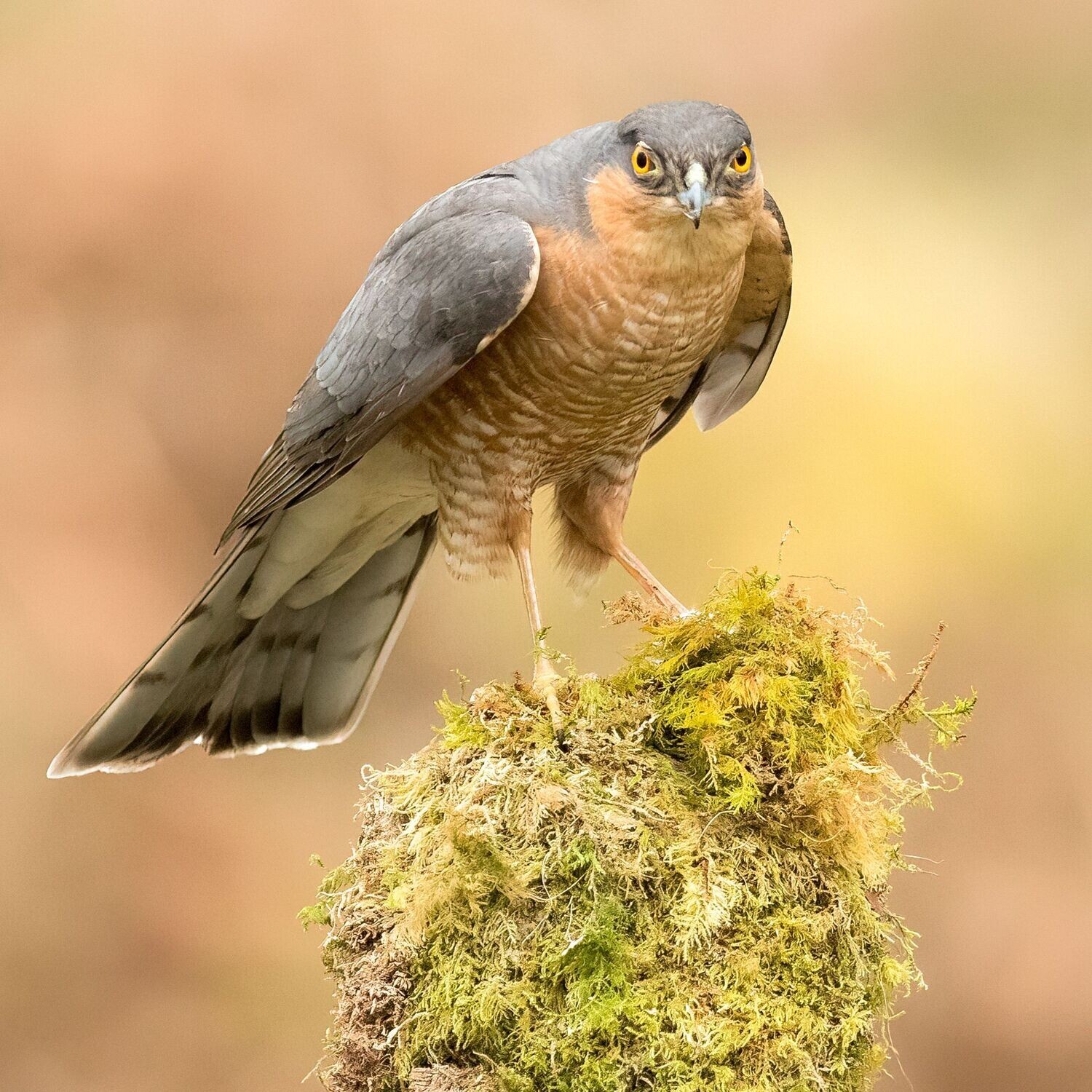 Sparrowhawk Stare
