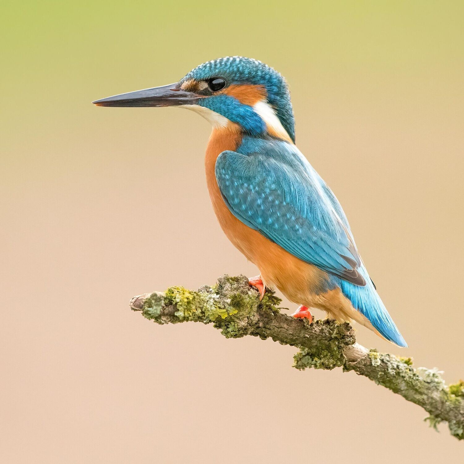 Kingfisher Profile