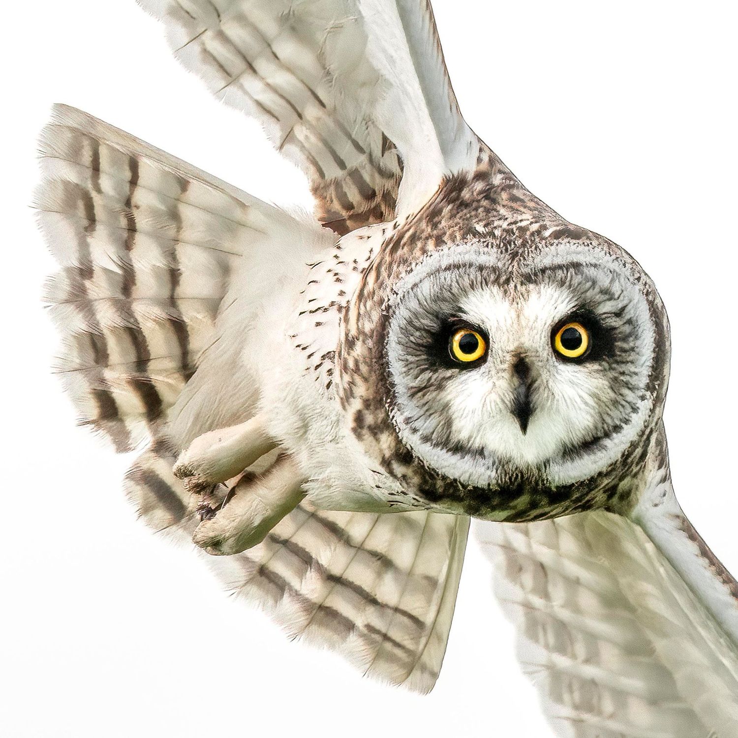Short Eared Owl Stare