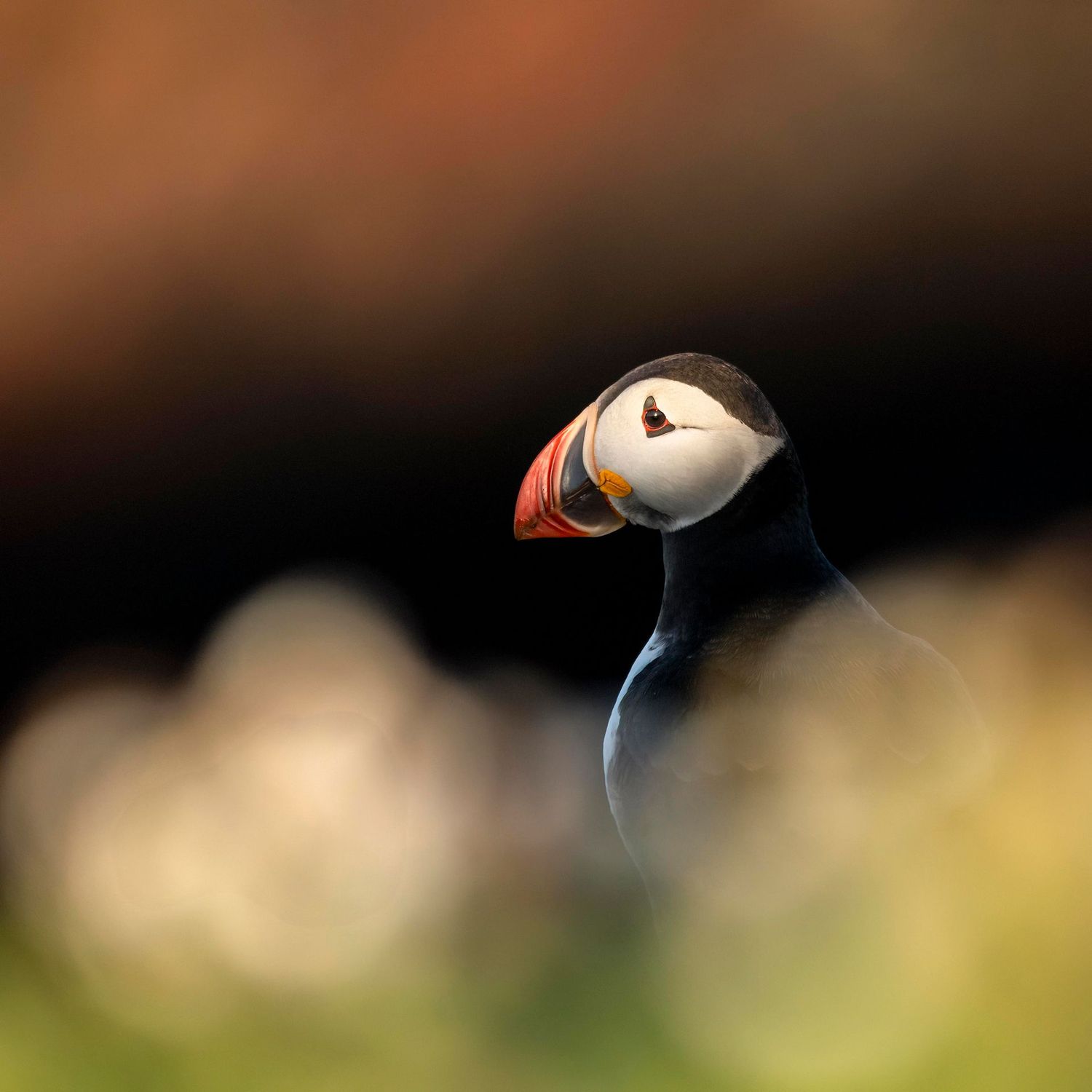 Puffin at Sunrise