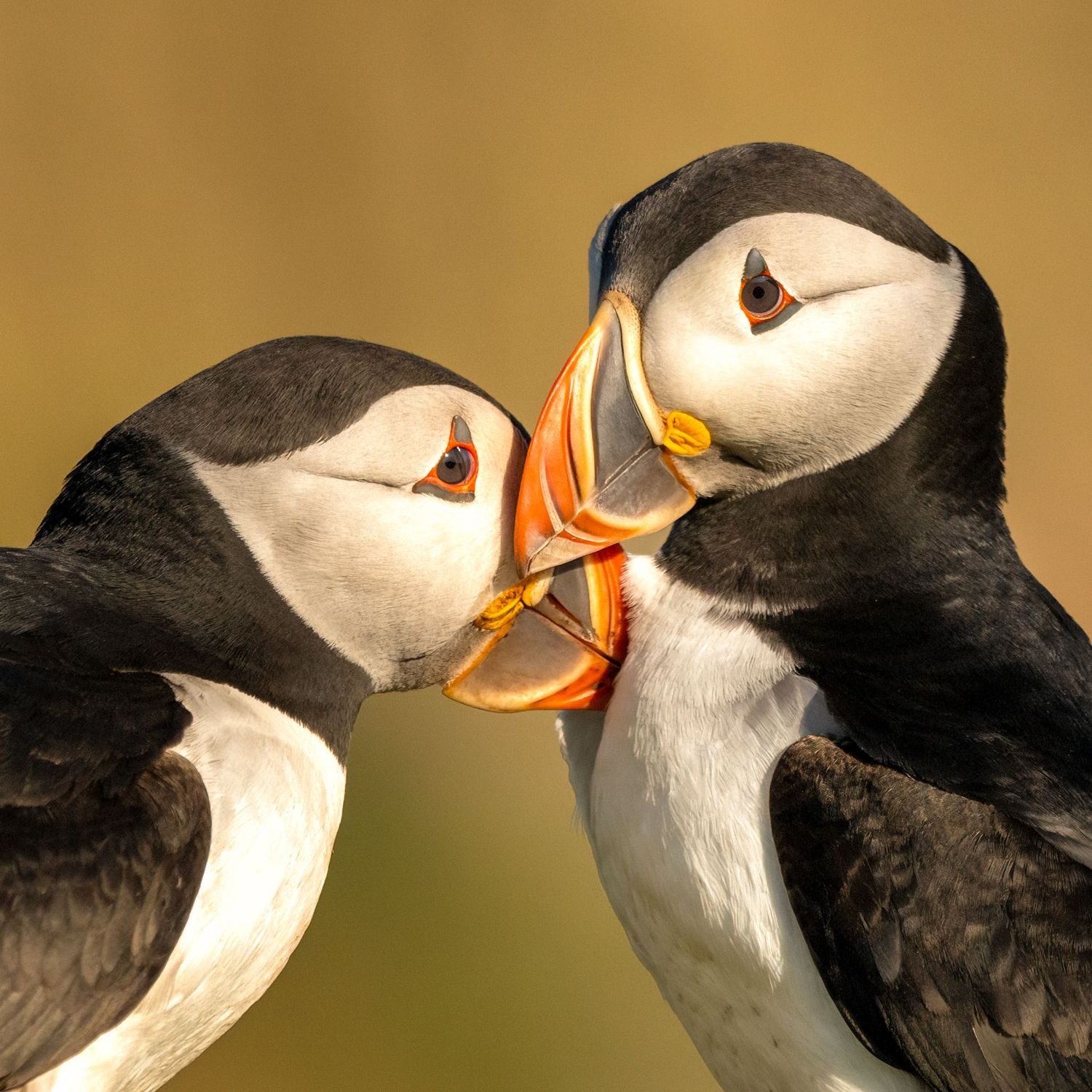 Puffin Love