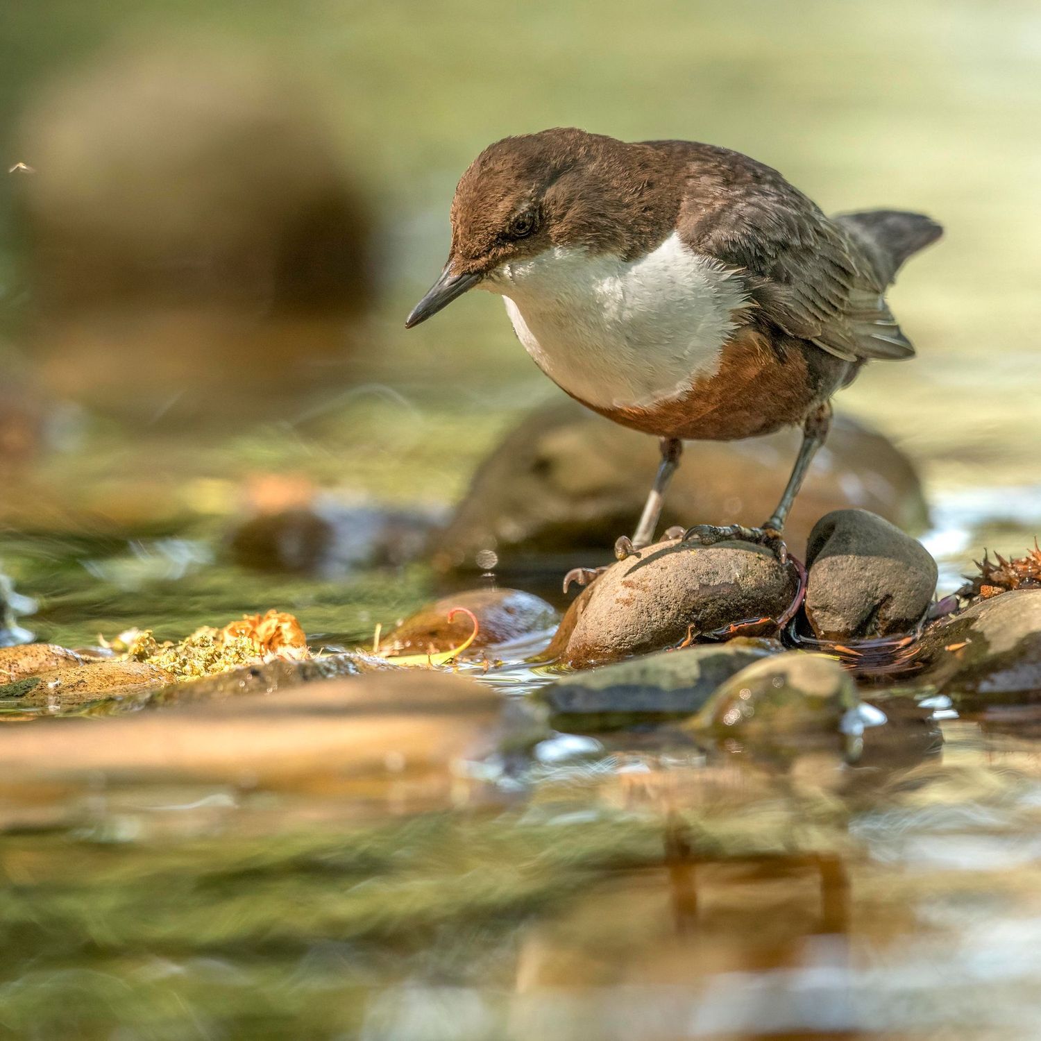 Dipper in a Sunlit Rockpool