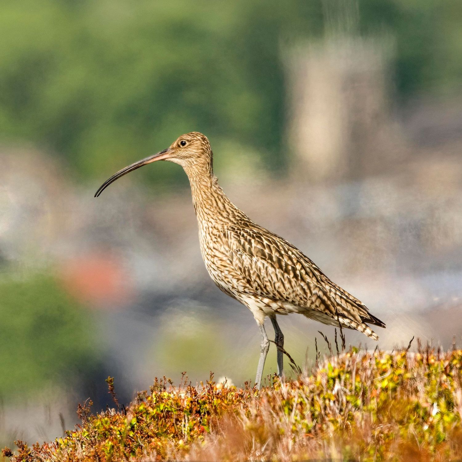 Curlew over Ilkley