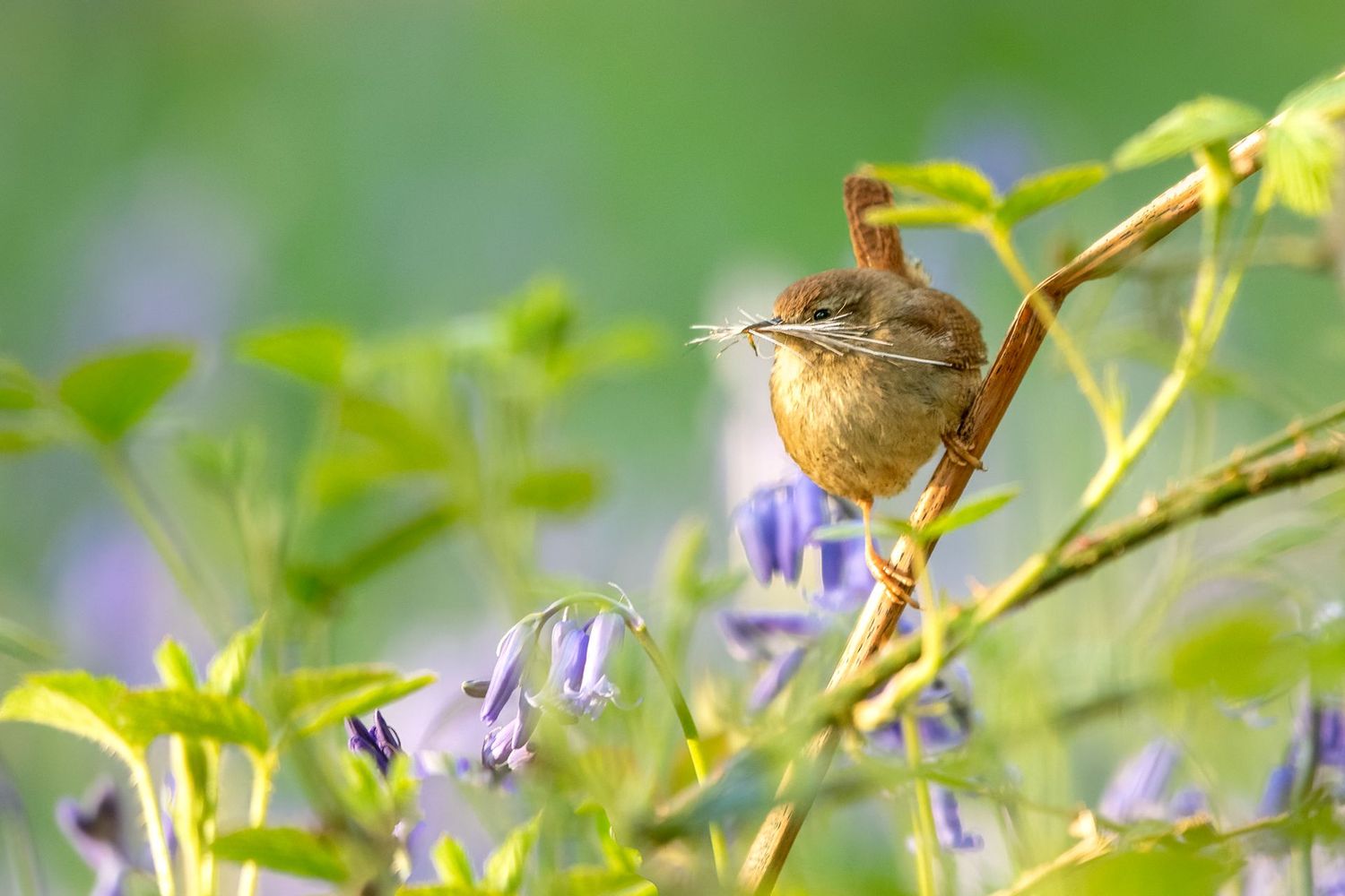 Wren in Bluebells.