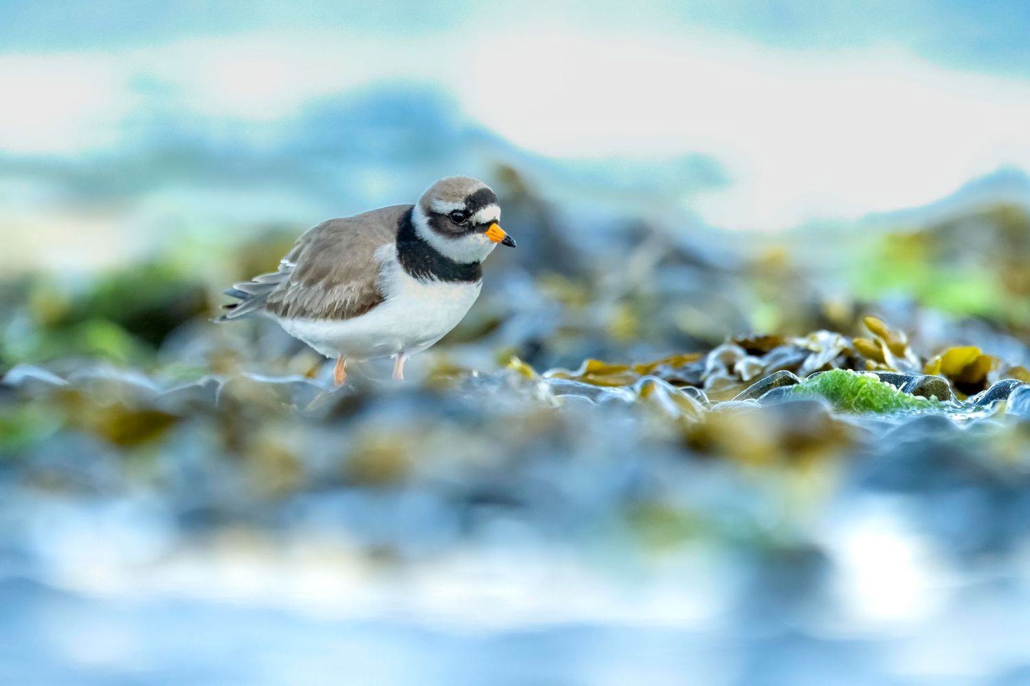 Ringed Plover in rockpool