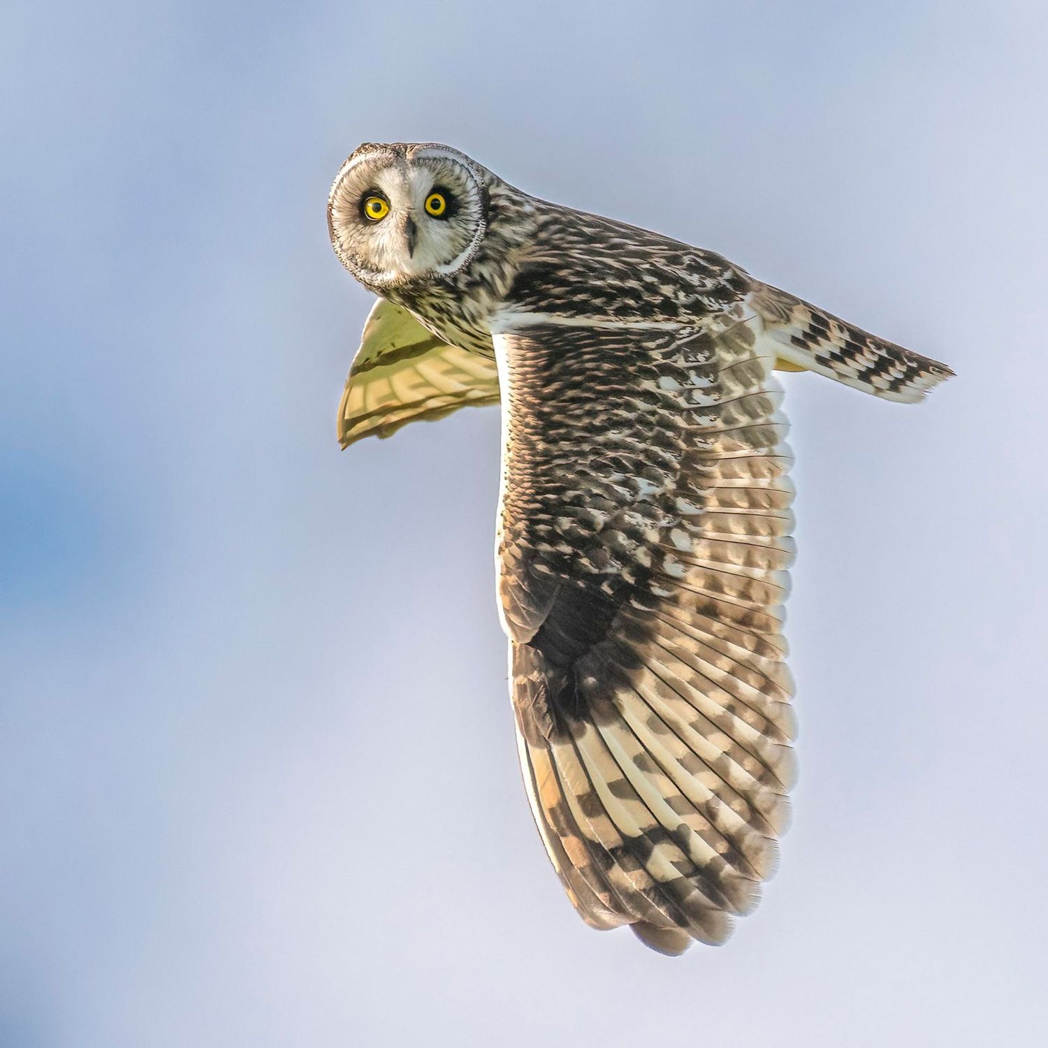 Short eared Owl Fly-by.
