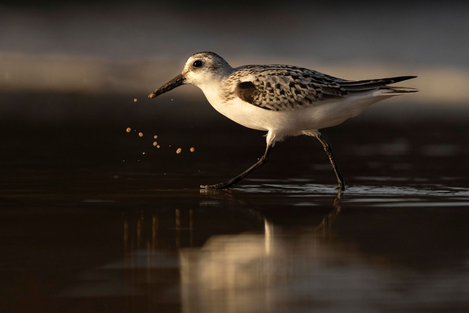 Sanderling Scattering Pearls