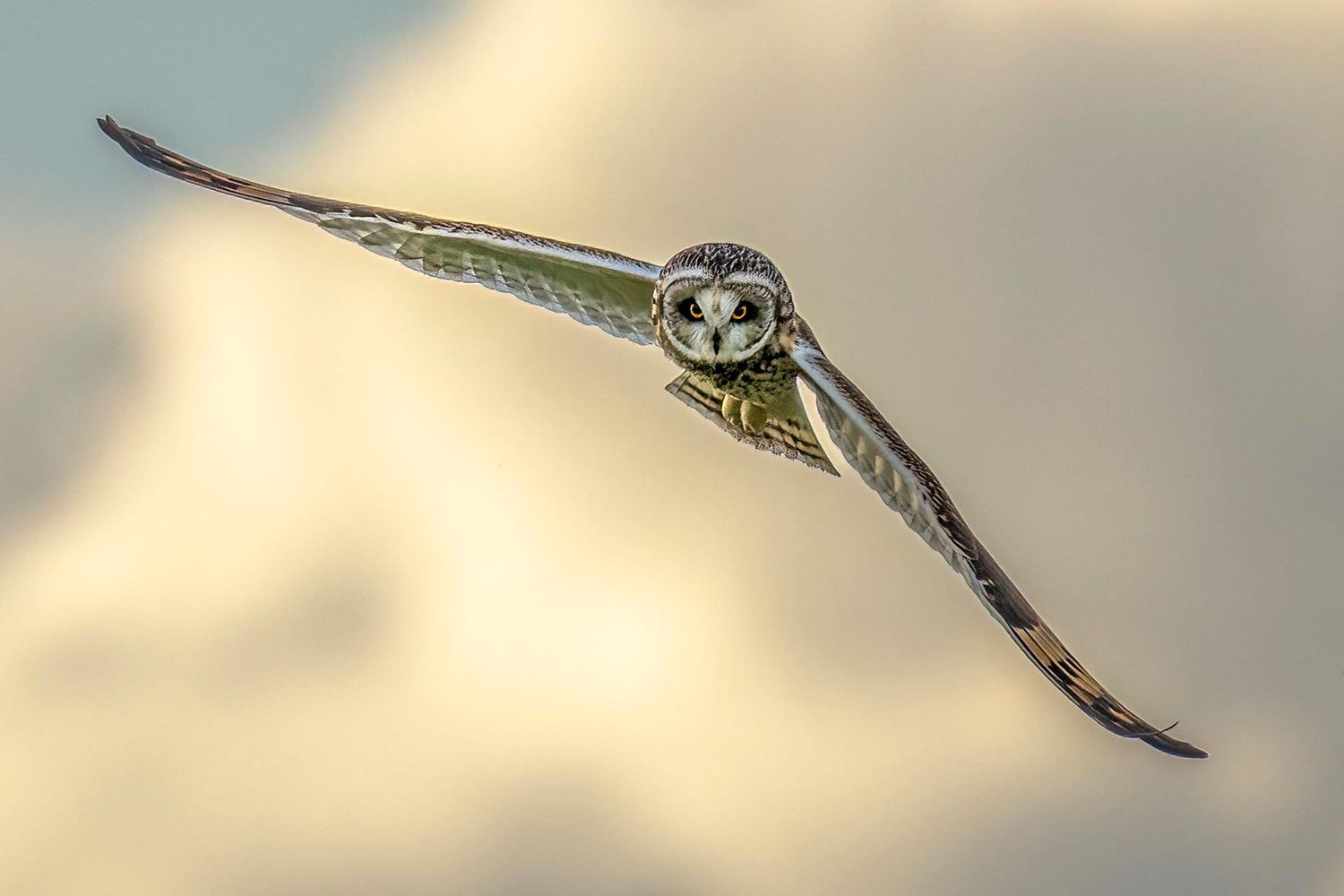 Short Eared Owl hunting