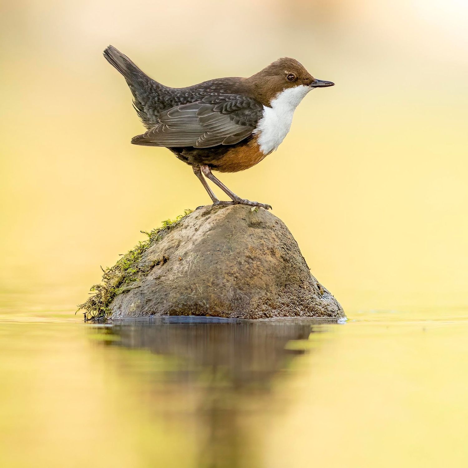 A Dipper "dipping" at Sunset
