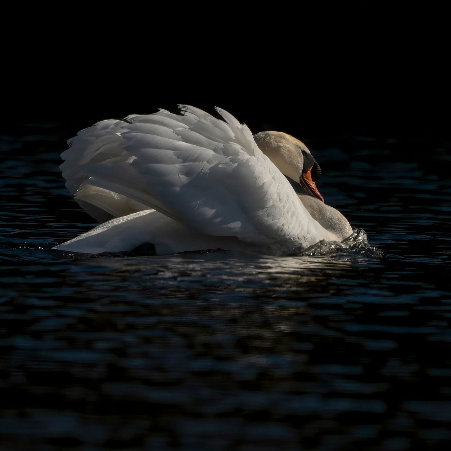 A Displaying Mute Swan