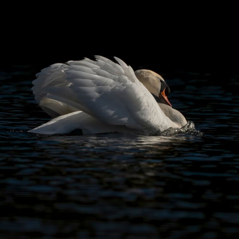 A Displaying Mute Swan A Displaying Mute Swan