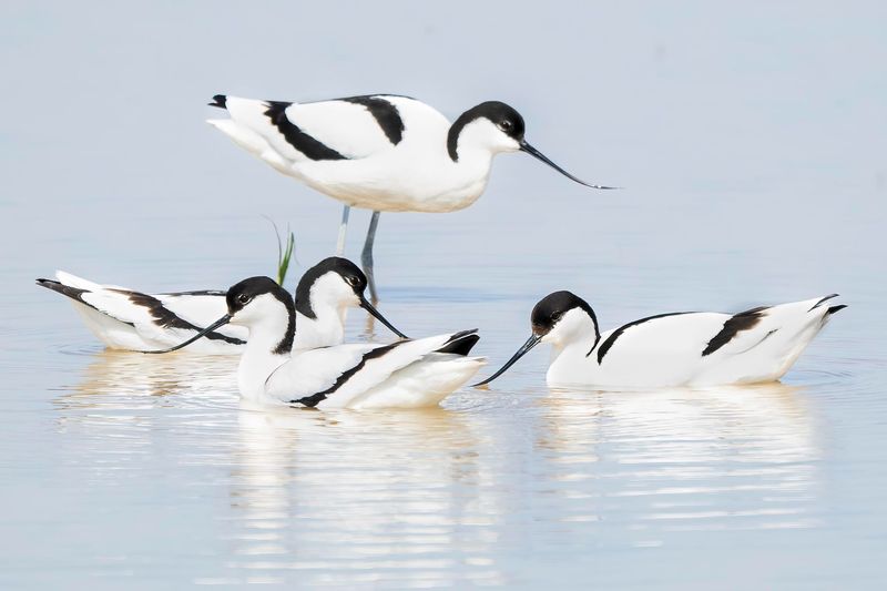 An Orchestra of Avocets An Orchestra of Avocets
