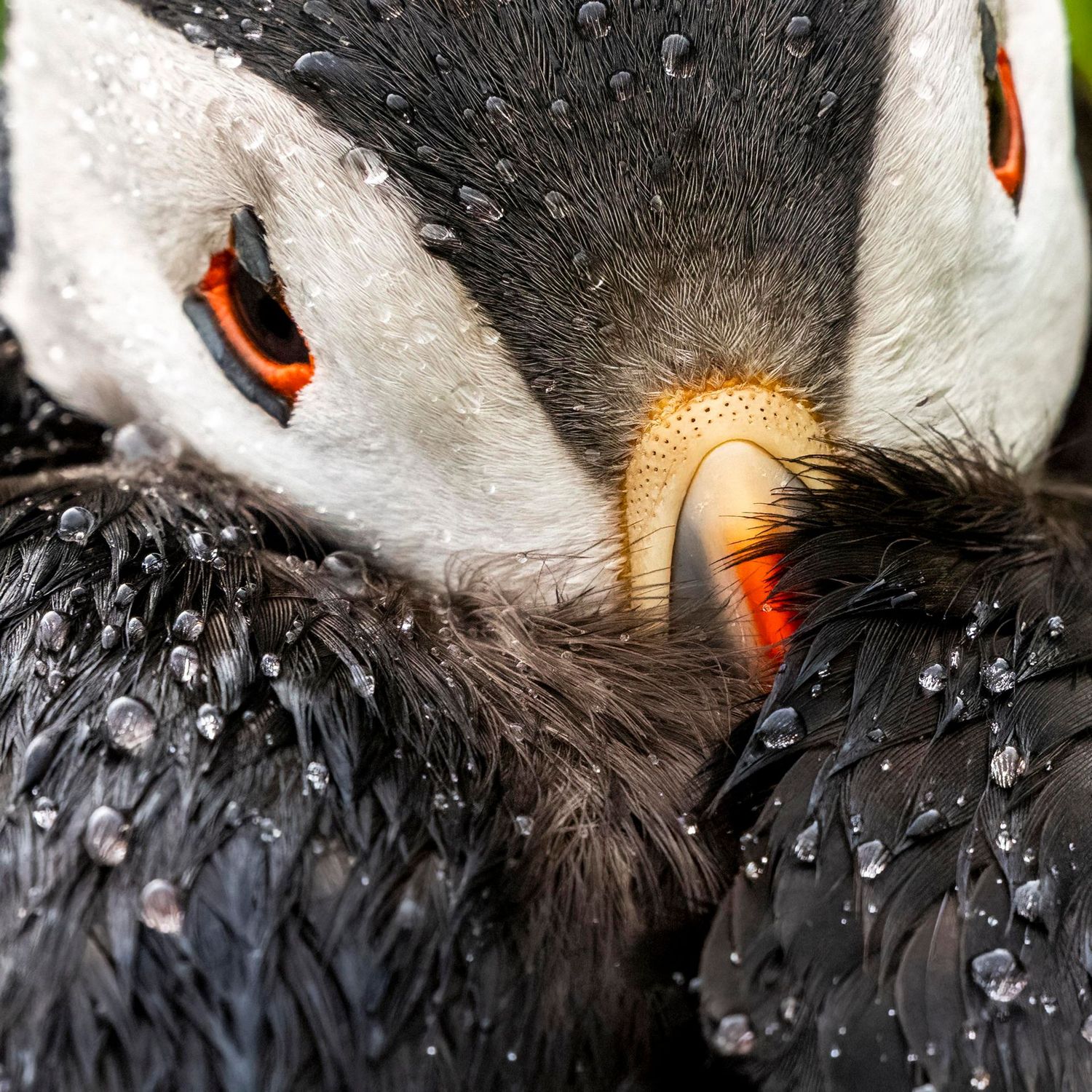 A Waterproof Puffin