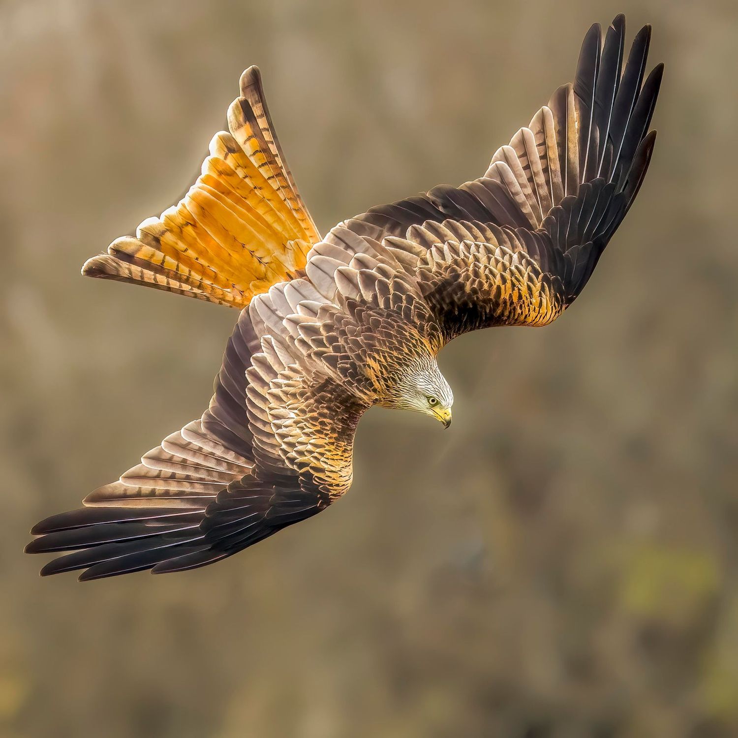 Red Kite Diving