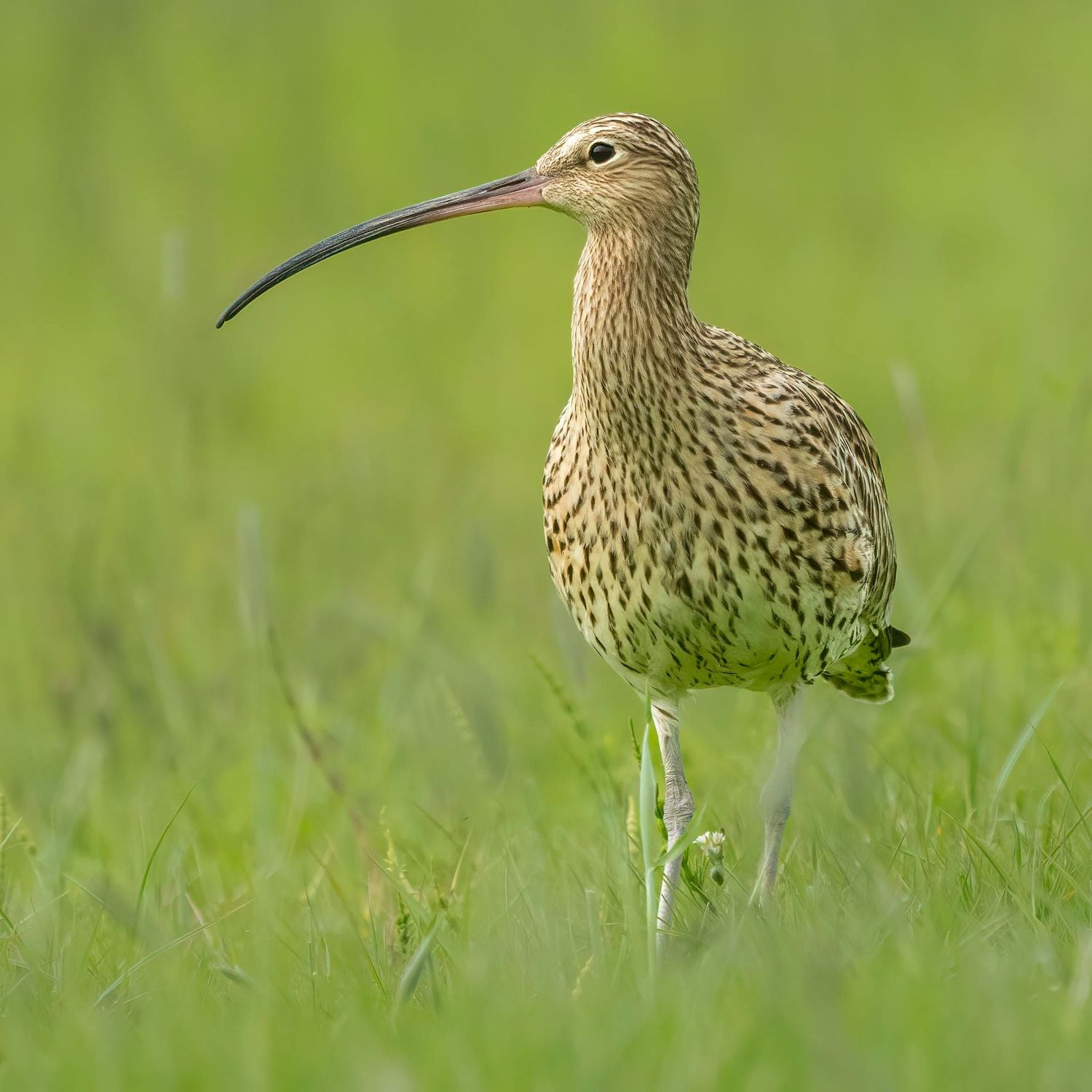 Curlew Portrait