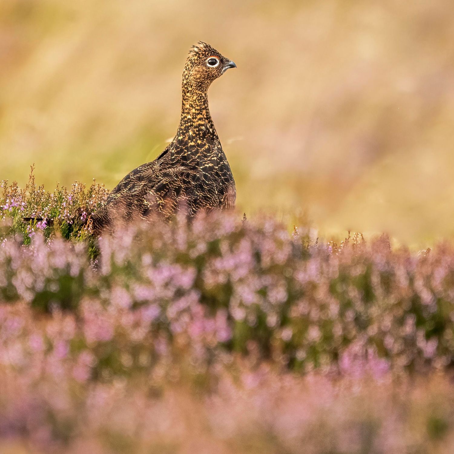 Red Grouse in Full Bloom Red Grouse in Full Bloom