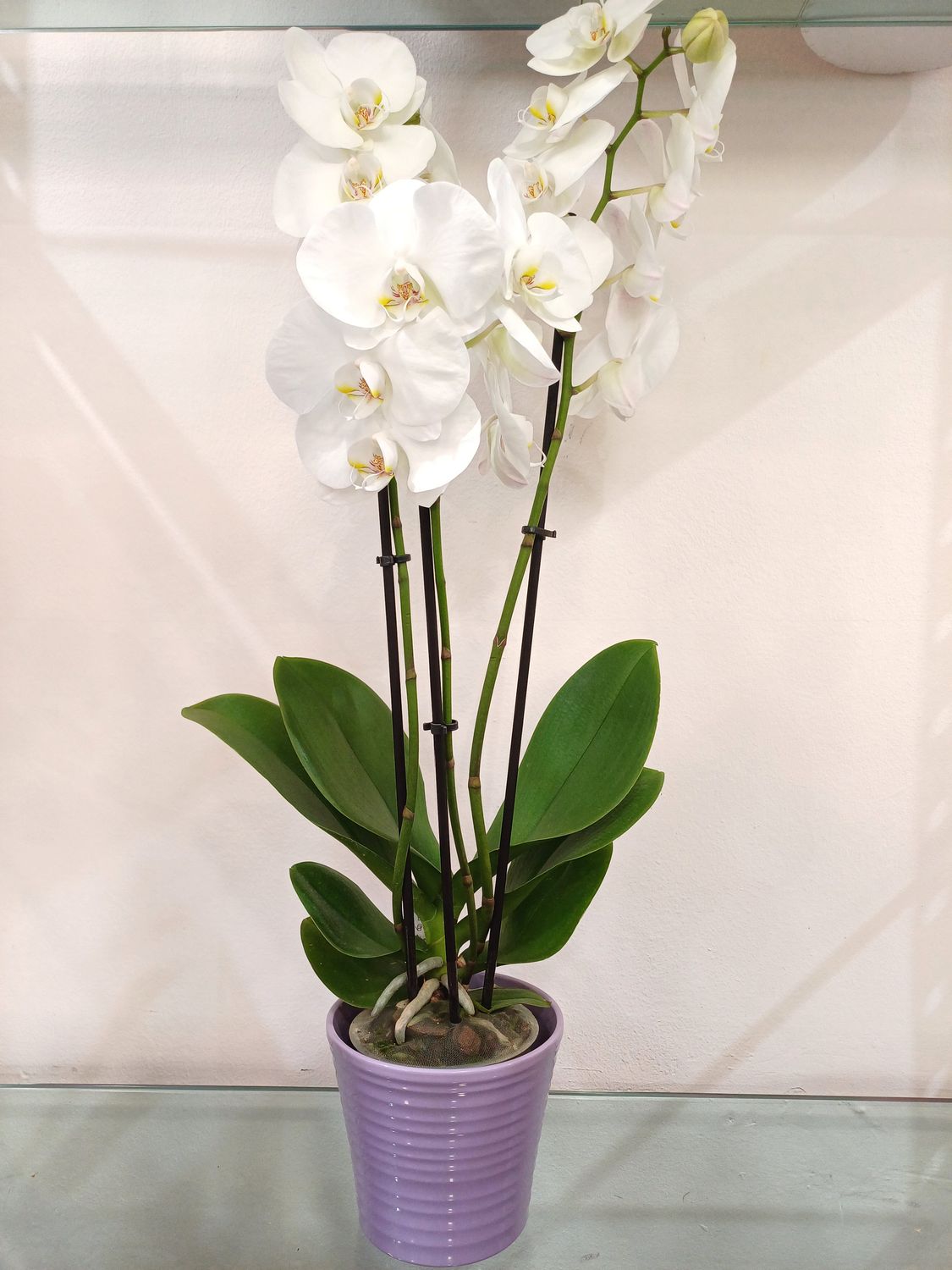 Orchidea Phalaenopsis con vaso