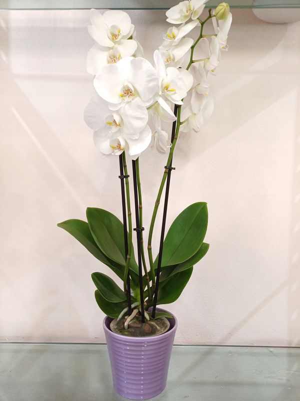Orchidea Phalaenopsis con vaso