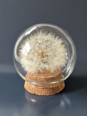 Wunscherfüller Kuppelglas Ø 39 mm Wunscherfüller Kuppelglas Ø 39 mm