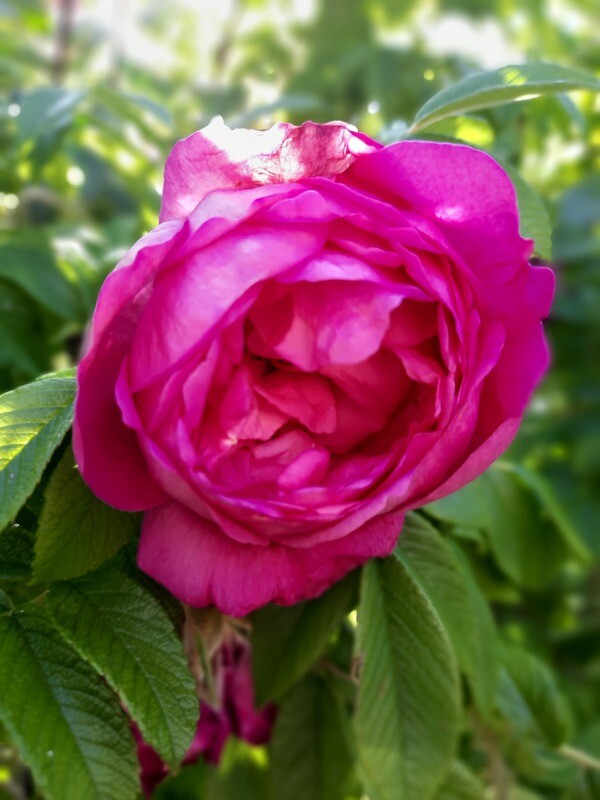 FRESH CUT ROSES