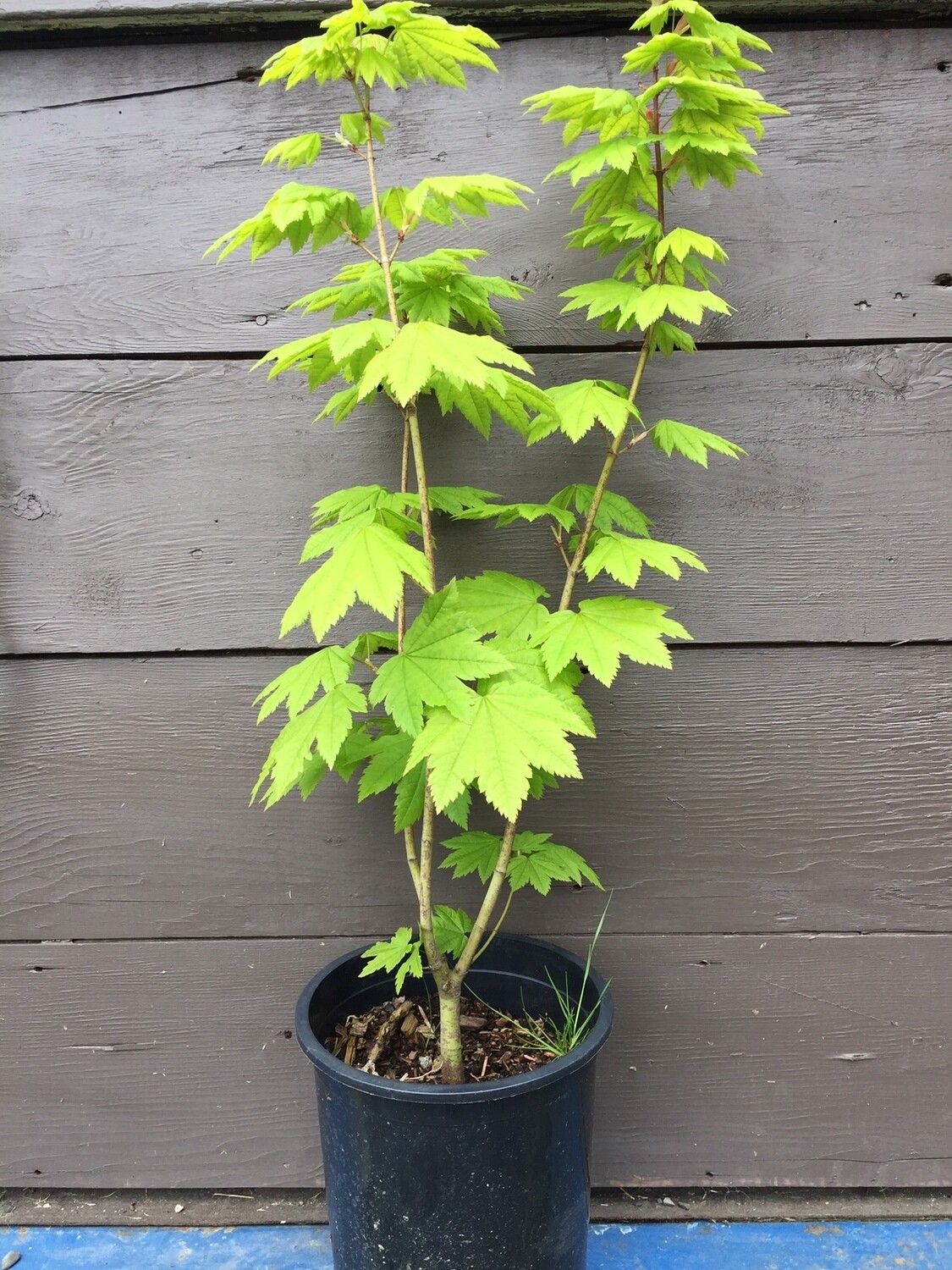 Acer circinatum - Vine Maple