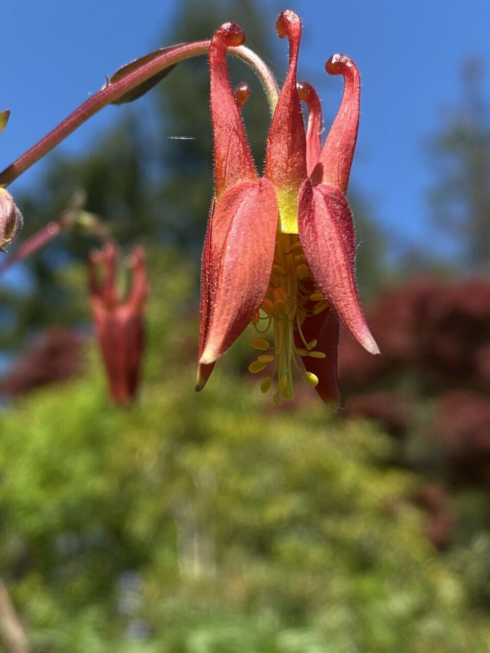 Aquilegia formosa Western Columbine Plantas nativa LLC Store NW