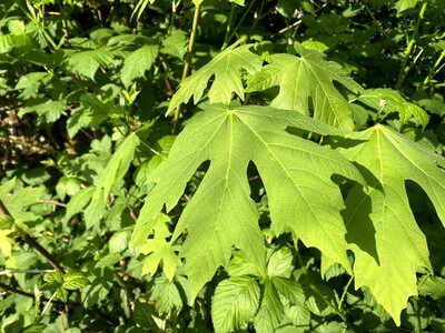 Acer macrophyllum - Bigleaf Maple