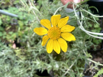 Eriophyllum lanatum - Woolly Sunflower