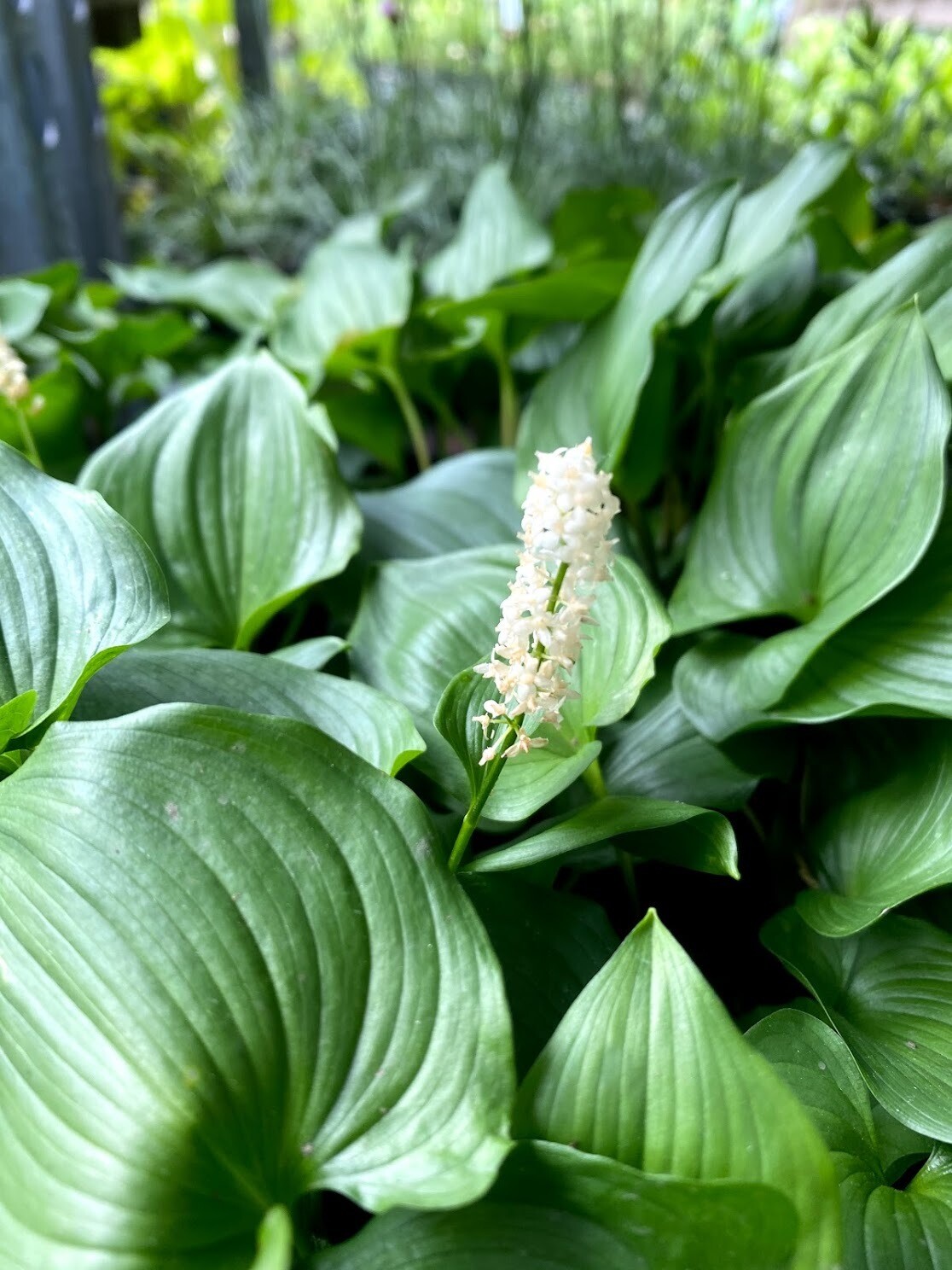 Maianthemum dilatatum - False Lily of the Valley, Container Size: 4 Inch