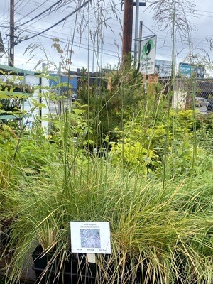Deschampsia cespitosa - Tufted Hairgrass
