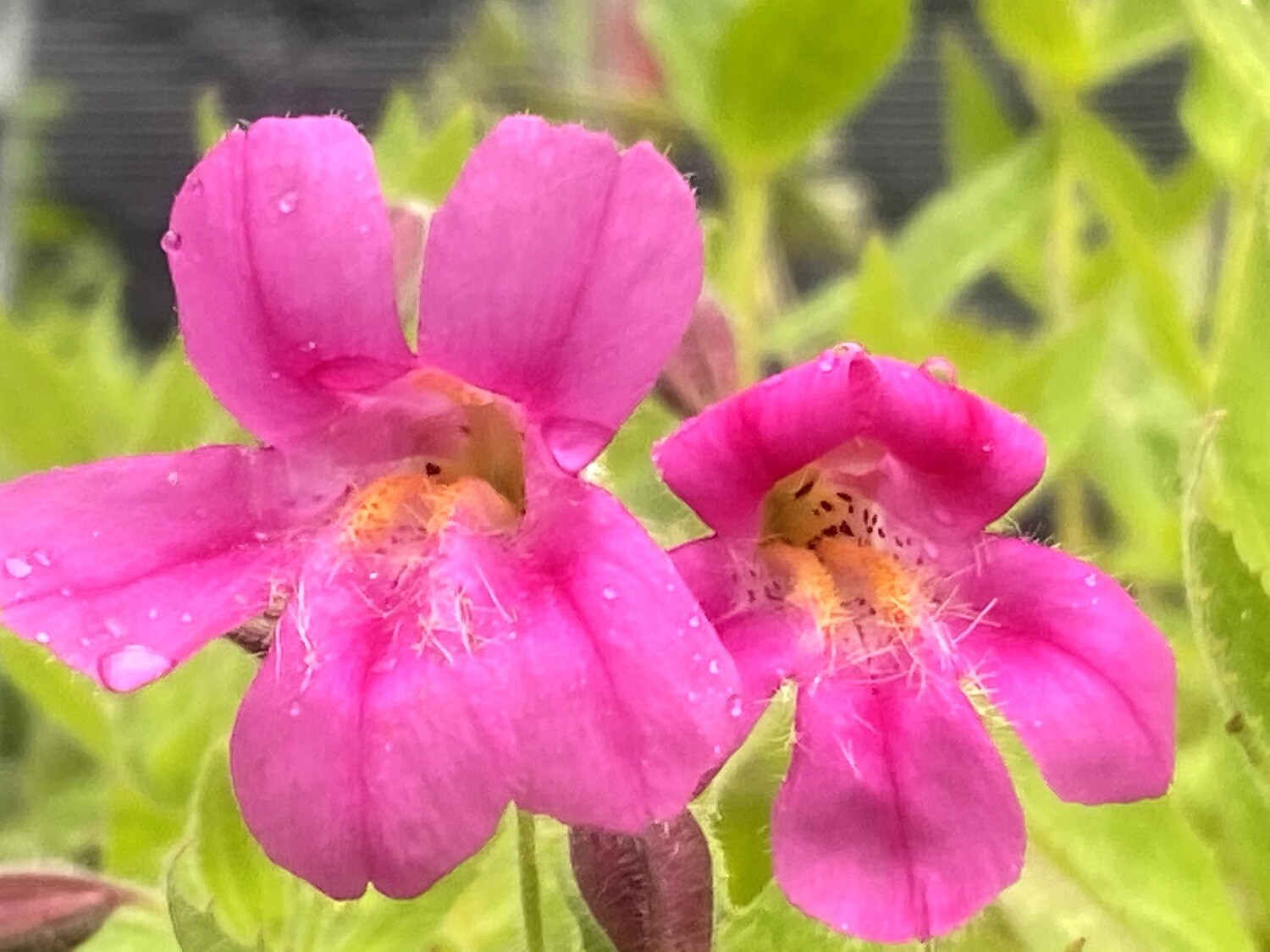 Erythranthe (Mimulus) lewisii - Great Purple Monkey Flower, Container Size: 1 Gallon