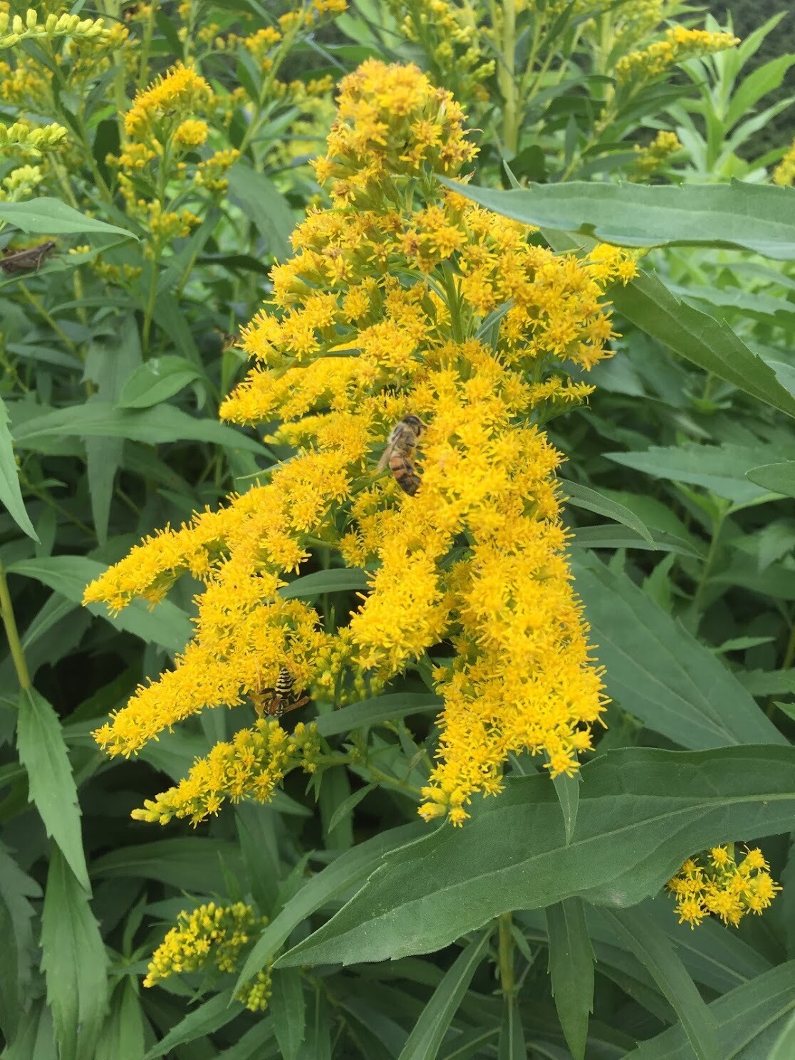 Solidago canadensis Goldenrod Plantas nativa LLC Online Store