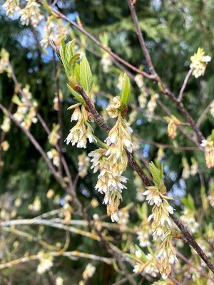 Oemleria cerasiformis - Osoberry, Indian Plum