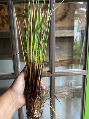 Juncus effusus - Common Rush